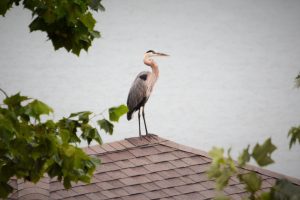 Great Blue Heron on rooftop at Grande Vista Bay