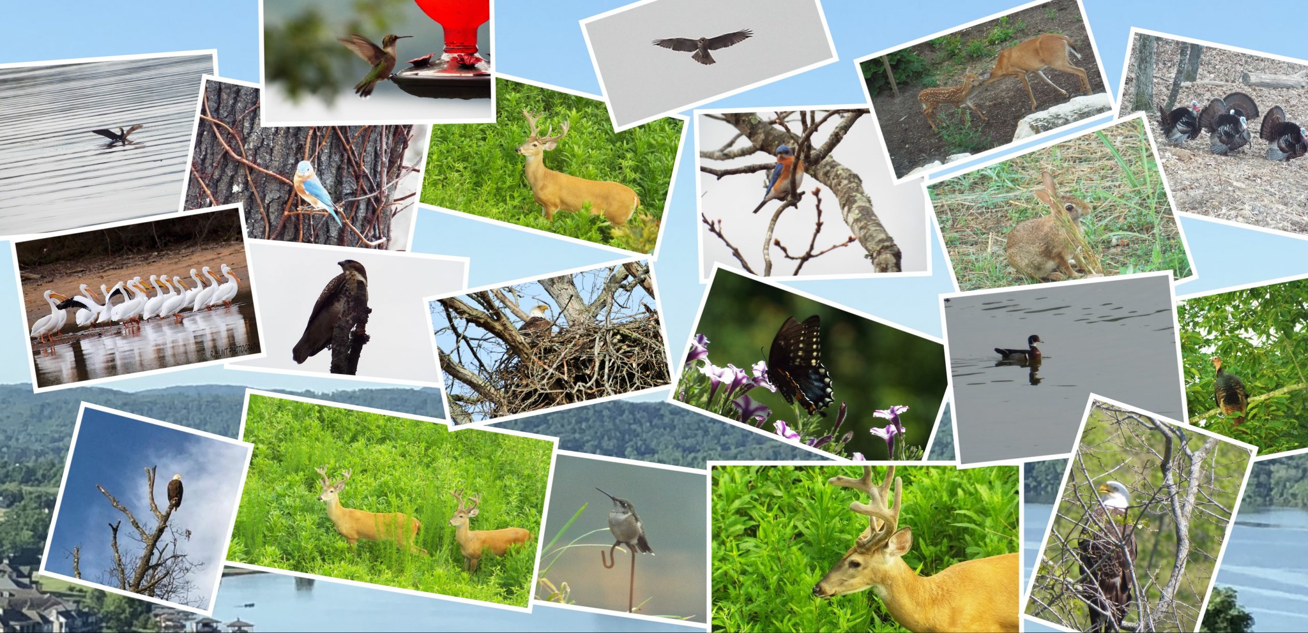 Nature collage at Grande Vista Bay