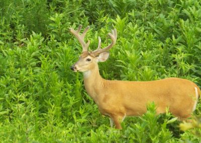Deer buck standing in green brush.