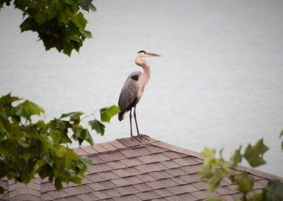 Great Blue Heron on roof.